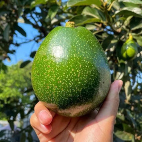 Fresh Avocado - Miki Variety