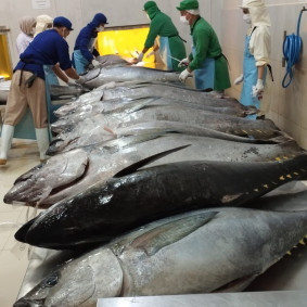Frozen Yellowfin Tuna