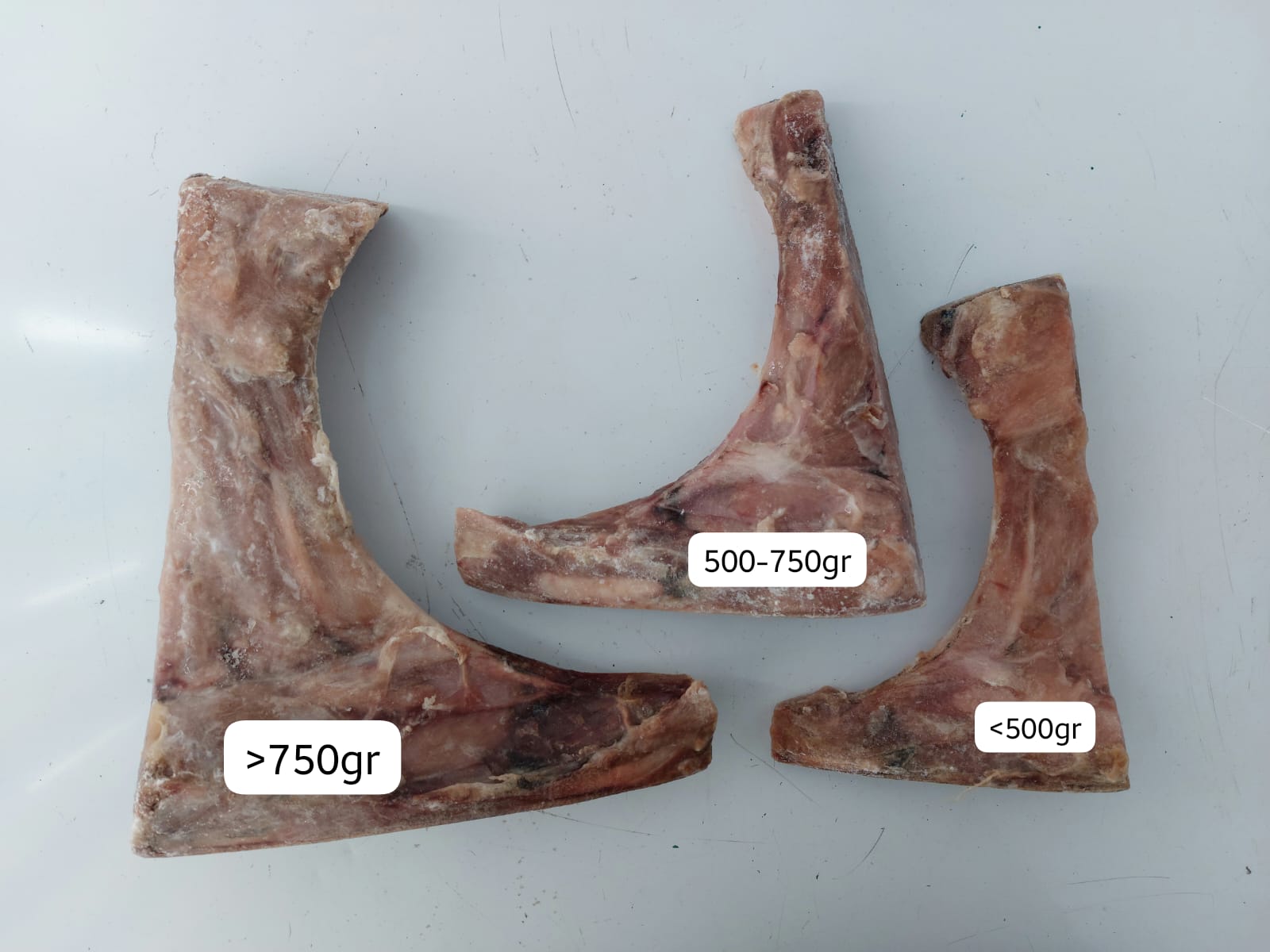 Tuna Jaw